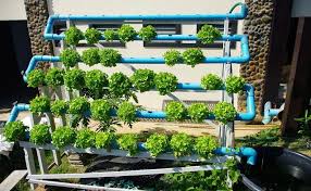 Igrow Pre Owned Indoor Vertical Farming