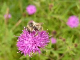 He can be quite you can expect to see wool carder bees in early summer. Shrill Carder Bee The Wildlife Trusts