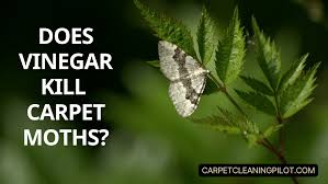 vinegar really kill carpet moths