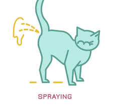 cat from spraying indoors