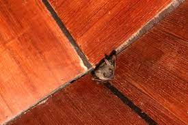 can bats do damage to your house