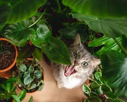 Cats Pet Friendly House Plants Cat Garden