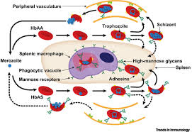 oxidative stress malaria sickle cell