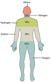 essential elements of the human body
