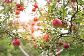 Apple trees have a trunk and branches yes, with just a few inches of trunk left above the soil this tree put out more branches! 19 Best Apple Tree Varieties With A Guide To Flowering Groups Gardener S Path