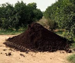Cow Dung Compost