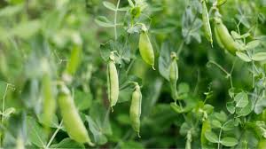 why you should start planting peas