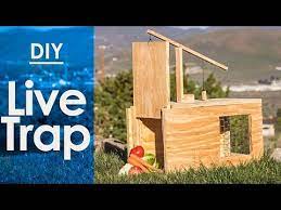 live trap how to make a simple diy