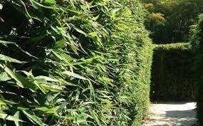 bamboo for a hedge or screen