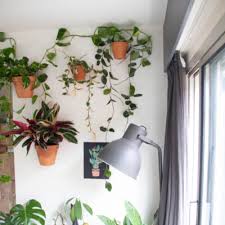 How To Hang Plants On Your Walls 5