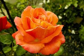 beautiful rose flowers hd photos free