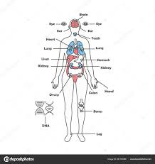 Pictures Diagram Of Internal Organs Female Female Human