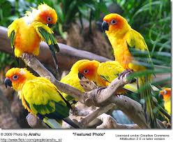 Sun Conures Or Sun Parakeets Beauty Of Birds