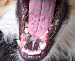 white spots on my dog s tongue