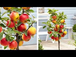 Often times the whip is described as just a stick. How To Plant Dwarf Patio Apple Trees Easy Fruit Growing Guide Youtube