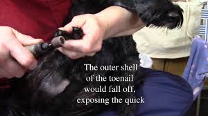 dogs toenails with a dremel tool