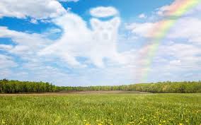 There are meadows and hills for all of our special friends so they can run and play together. Rainbow Bridge Poem And Dealing With The Loss Of A Pet