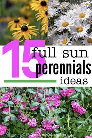 16 Full Sun Perennials Low Maintenance