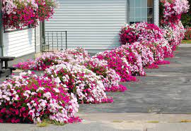 I hope the above discussion will help you to select the best perennials for your growing area. 13 Flower Border Ideas