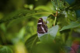 Kuala lumpur butterfly park is a veritable secret paradise where butterflies actually dance nonchalantly in clumps of fern amidst scented beautiful flowers and flowering vines. 224 Lumpur Butterfly Park Photos Free Royalty Free Stock Photos From Dreamstime