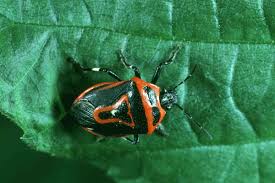 We did not find results for: 10 Stunning Red And Black Garden Bugs