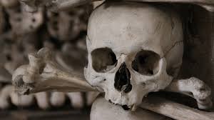 Image result for skull & Bones