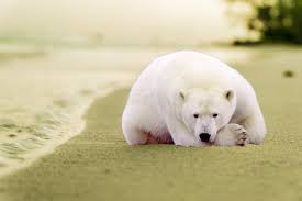 Téléchargez cette image gratuite à propos de ours polaire vicks rotterdam de la vaste bibliothèque d'images et de vidéos du domaine public de pixabay. Que Cache L Ours Polaire De Frederic Ours Polaire Plage Tropicale Pewter