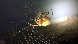 Common Spiders Around The Home