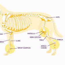 dog leg anatomy in human speak ortho dog