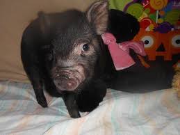 Miniature Pig Care Peewee Piglet