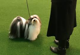 The azawakh is a new breed to the westminster the winner of the toy group, a havanese named bono, is judged at the 2020 westminster kennel club dog show at madison square garden. Westminster Dog Show 2020 Winners Of Hound Toy Non Sporting And Herding Groups Nj Com