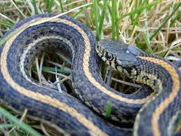 what do garden snakes eat lovetoknow