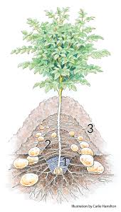 Is there a list of best dates to plant potatoes? How To Plant Potatoes Garden Gate