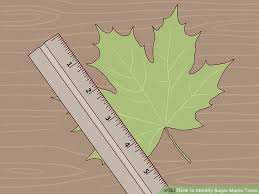 3 Ways To Identify Sugar Maple Trees Wikihow