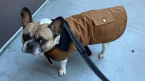 Carhartt Dog Coat Review Is It Worth