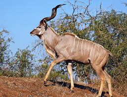 Greater Kudu Wikipedia