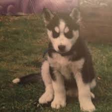 Grab the free dog training cheat sheet which discloses deepest dog training secrets that dog trainers don't want you to know about. How To Train And Take Care Of A New Siberian Husky Puppy Pethelpful By Fellow Animal Lovers And Experts