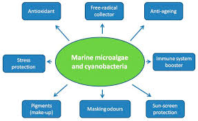 marine microalgae and cyaacteria