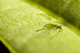how to control and eradicate aphids