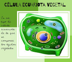 Representa la base biológica fundamental de los organismos pertenecientes al dominio. Celula Eucariota Vegetal Orientacion Andujar Recursos Educativos