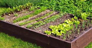 Create Your Own Raised Bed Garden Tips