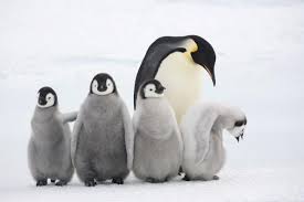 Then it's the male's turn to go out and hunt for. Top 10 Facts About Emperor Penguins Wwf