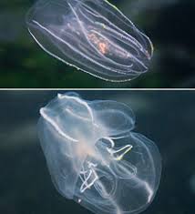 Species Of Jellyfish Perseus