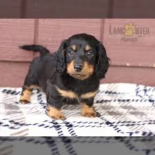dachshund puppies lancaster