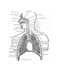 Merely said, the respiratory system coloring workbook answers is universally compatible as soon as any devices to read. Cool Anatomy Coloring Book Respiratory System Sugar And Spice