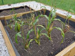 Corn Square Foot Gardening Soil And