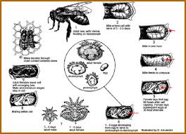 Drone Honey Bee Life Cycle Drone Hd Wallpaper Regimage Org