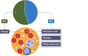 Pie Chart Showing Blood Composition 55 Is Plasma And 45