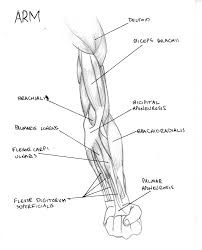 It rotates the forearm and also flexes the elbow. Arm Muscles Diagram Unlabeled Biol 160 Human Anatomy And Physiology Human Muscle System Functions Diagram Facts Britannica Com Muhammadazzaini