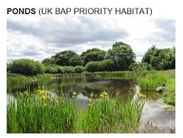 Habitat definition, the natural environment of an organism; Priority Habitat Ponds Naturescot